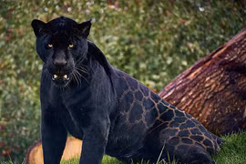 Những sự thật thú vị ít ai biết về báo đen huyền bí 