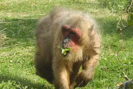 Thả 13 cá thể động vật hoang dã về Vũ Quang: Toàn loài nguy cấp! 