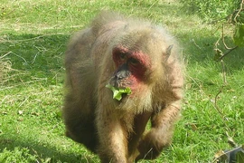 Thả 13 cá thể động vật hoang dã về Vũ Quang: Toàn loài nguy cấp! 