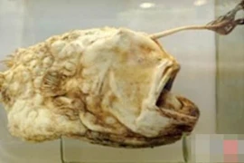 Giật mình 12 sinh vật khủng khiếp nhất dưới đáy biển sâu