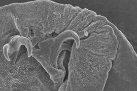 “Quái vật bất tử” hồi sinh sau khi bị ăn thịt, thản nhiên giao phối