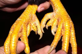 Kỳ lạ loài gà tưởng chỉ có trong truyền thuyết, đại gia tranh nhau mua 