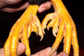 Kỳ lạ loài gà tưởng chỉ có trong truyền thuyết, đại gia tranh nhau mua 