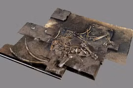 Giải mã tàn tích siêu quái vật cổ đại: Bị loài người khác “hạ thủ"? 