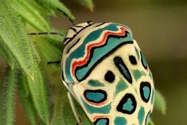 6 loài có vẻ ngoài siêu thực ngỡ như sinh vật từ hành tinh khác