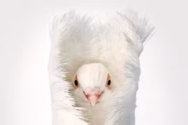 Chân dung các loài chim quý hiếm, tuy đơn giản nhưng đẹp đến nao lòng 