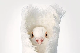 Chân dung các loài chim quý hiếm, tuy đơn giản nhưng đẹp đến nao lòng 