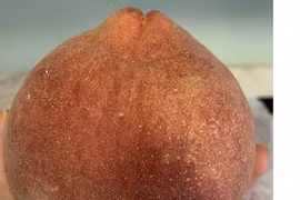 Loại trái cây quả nặng tới nửa kg một quả “đắt như tôm tươi" 