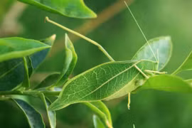 Kinh ngạc trước tài ngụy trang đỉnh cao của các loài động vật 