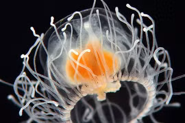 4 loài vật sở hữu “siêu năng lực”, con người muốn có cũng không được 