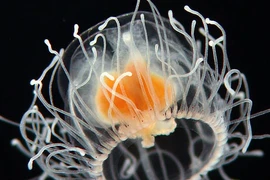 4 loài vật sở hữu “siêu năng lực”, con người muốn có cũng không được 