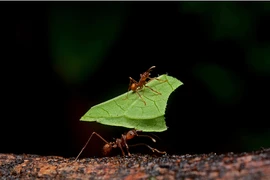 “Bộ tứ động vật” khỏe nhất hành tinh, bất ngờ với hạng 1