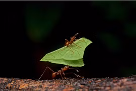 “Bộ tứ động vật” khỏe nhất hành tinh, bất ngờ với hạng 1