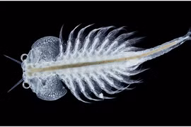 Sinh vật sống dai nhất quả đất, đun sôi 100 độ vẫn sống "nhăn" 