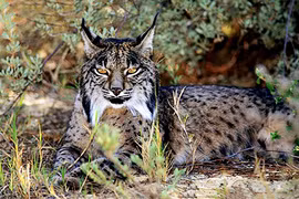 Điểm danh 4 giống mèo hiếm có khó tìm nhất thế giới động vật 