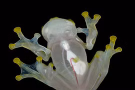 Kinh ngạc độc chiêu “tàng hình” siêu đẳng của ếch thủy tinh