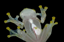 Kinh ngạc độc chiêu “tàng hình” siêu đẳng của ếch thủy tinh