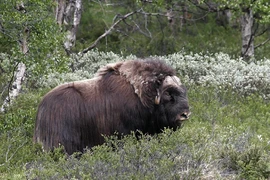 Nể phục 3 loài động vật chịu lạnh giỏi nhất hành tinh