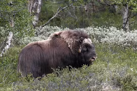 Nể phục 3 loài động vật chịu lạnh giỏi nhất hành tinh