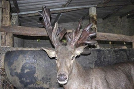 Cận cảnh cặp nhung nai “khủng” ở Nghệ An dân đổ xô chiêm ngưỡng 