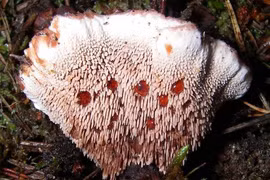 Tận mục những thực vật có hình dáng vừa đáng sợ vừa... hài hước