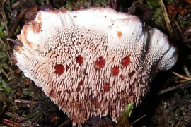 Tận mục những thực vật có hình dáng vừa đáng sợ vừa... hài hước