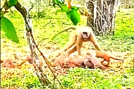 Màn chống trả quyết liệt của cầy mangut trước khỉ đầu chó