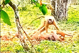 Màn chống trả quyết liệt của cầy mangut trước khỉ đầu chó