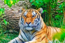 5 con giáp tháng 9 và tháng 10 thăng trầm về tình cảm