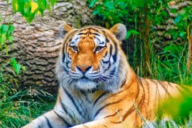 5 con giáp tháng 9 và tháng 10 thăng trầm về tình cảm