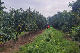 Người dân Hà Tĩnh được mùa cam, tất bật thu hoạch