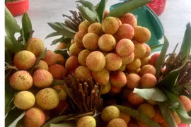 4 vạn tấn vải thiều chờ bán, loại 90.000 đồng/kg vẫn đắt khách