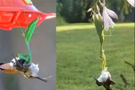 Clip: Màn săn chim ruồi và chuột “siêu tốc” của bọ ngựa 