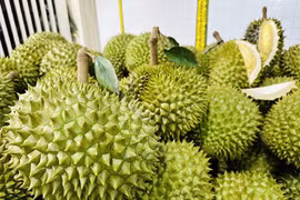 Rộ mùa đụng hàng Thái tại Trung Quốc, giá sầu riêng Việt lao dốc