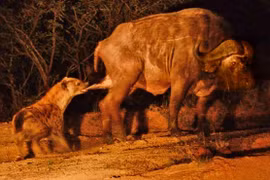 Trâu rừng bị sư tử vây bắt và linh cẩu tấn công "chỗ hiểm"