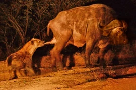 Trâu rừng bị sư tử vây bắt và linh cẩu tấn công "chỗ hiểm"