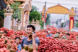 Cận cảnh: Màu vải chín nhuộm đỏ đường phố Bắc Giang