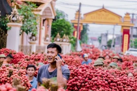 Cận cảnh: Màu vải chín nhuộm đỏ đường phố Bắc Giang