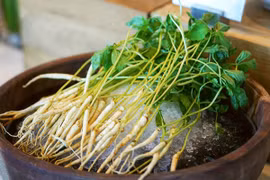 Chuyên gia nói gì về trào lưu ăn nhân sâm mầm cải thiện sức khỏe?