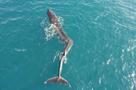 Kinh ngạc hình ảnh cá voi vây khổng lồ bị vẹo cột sống 