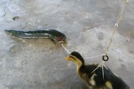 Clip: Cận cảnh màn câu cá lóc bằng... vịt con 