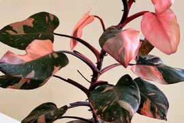 Những loại cây trồng trong nhà tuy bé nhưng có giá cả tỷ đồng