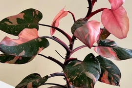 Những loại cây trồng trong nhà tuy bé nhưng có giá cả tỷ đồng