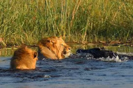 Clip: Sư tử đực suýt chết thảm trước hàm cá sấu