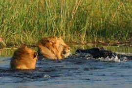 Clip: Sư tử đực suýt chết thảm trước hàm cá sấu