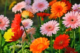 Sinh giờ này được Thần Tài gọi tên, của nả nhiều vô kể