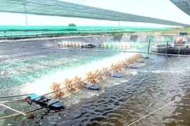 Bình Định: Quy hoạch 230ha vùng nuôi tôm công nghệ cao thế nào?