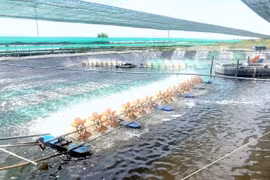 Bình Định: Quy hoạch 230ha vùng nuôi tôm công nghệ cao thế nào?