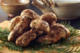 Kho báu mọc giữa rừng, giá tiền tỷ mỗi kilogram