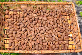 Loại hạt nghe quen, nhìn lạ, ví như “yến của núi rừng”